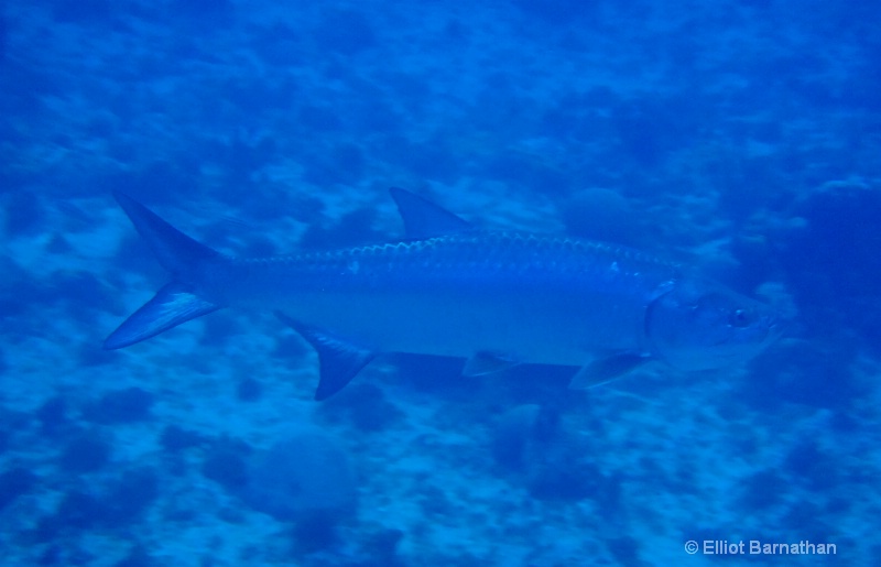 Cayman Underwater Life 30