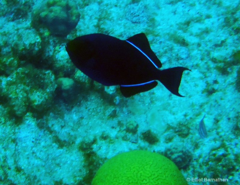 Cayman Underwater Life 29