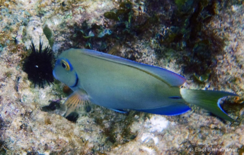 Cayman Underwater Life 27