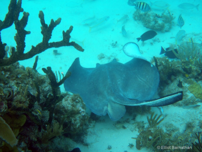 Cayman Underwater Life 26