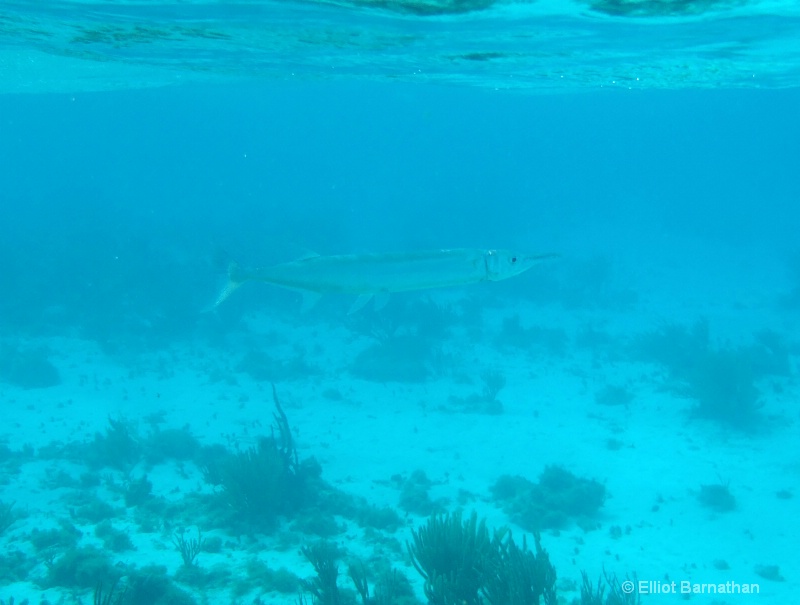 Cayman Underwater Life 25