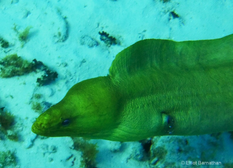 Cayman Underwater Life 22