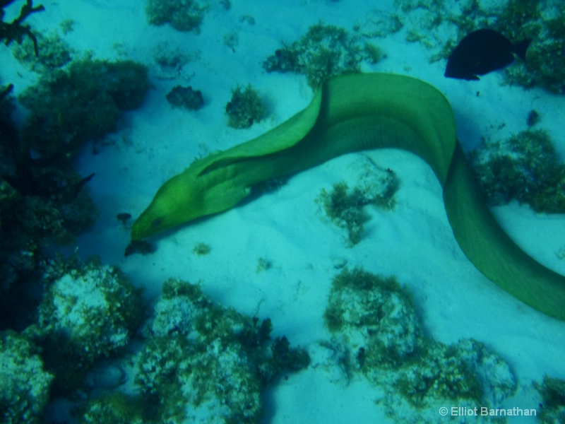 Cayman Underwater Life 20