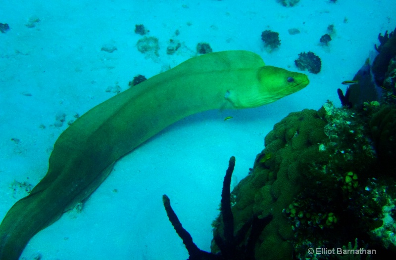 Cayman Underwater Life 19