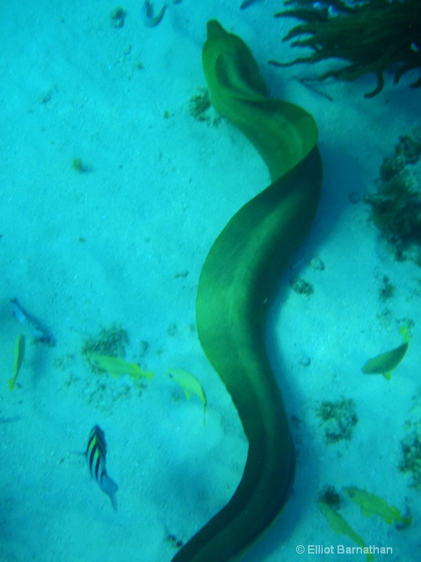 Cayman Underwater Life 18