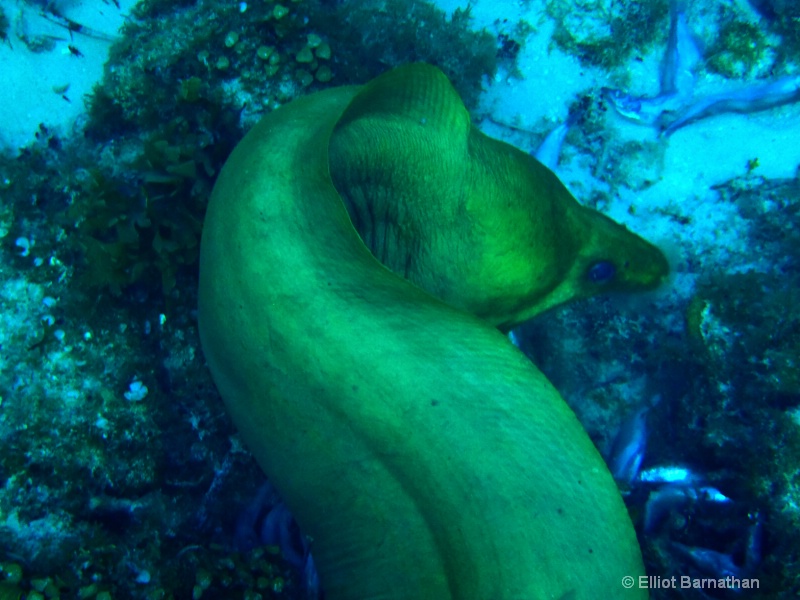 Cayman Underwater Life 15