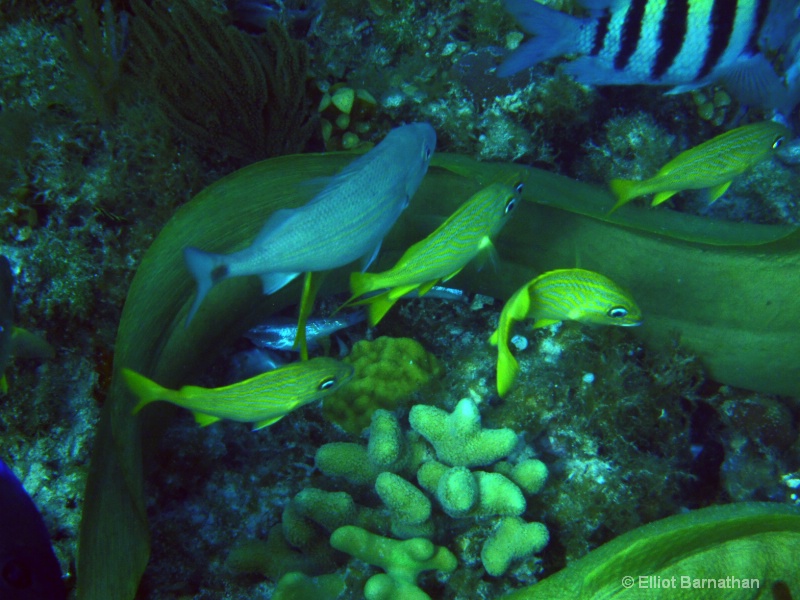 Cayman Underwater Life 14