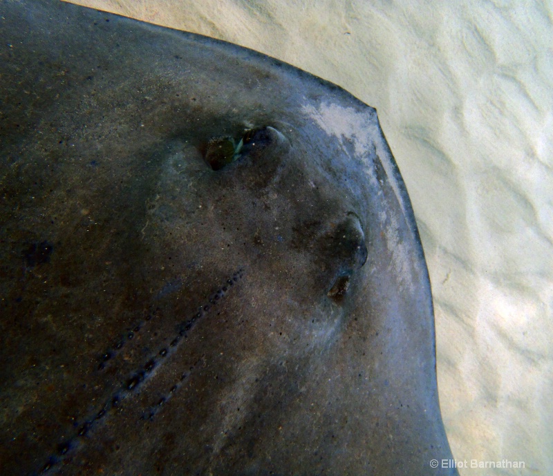 Cayman Underwater Life 13