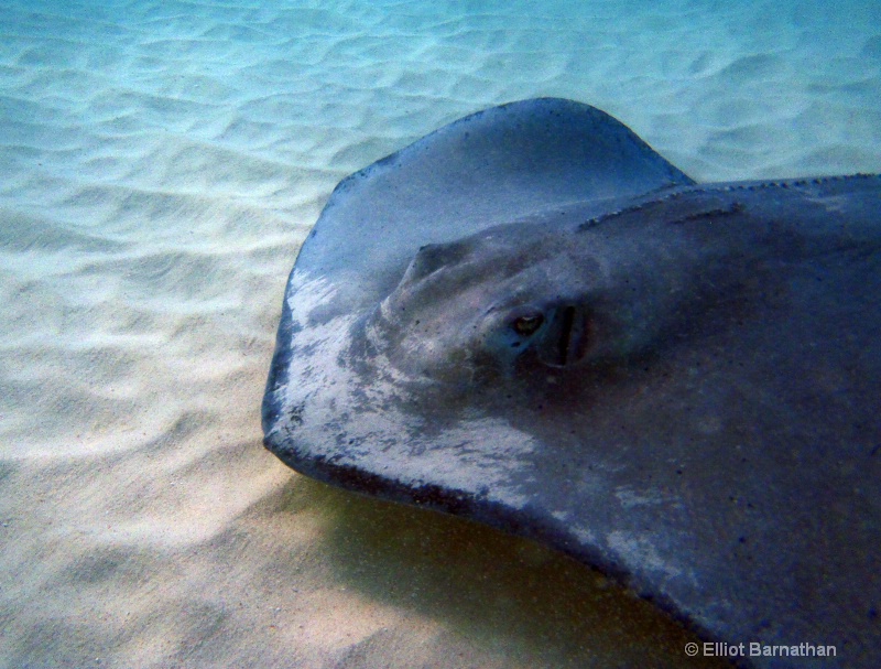 Cayman Underwater Life 12