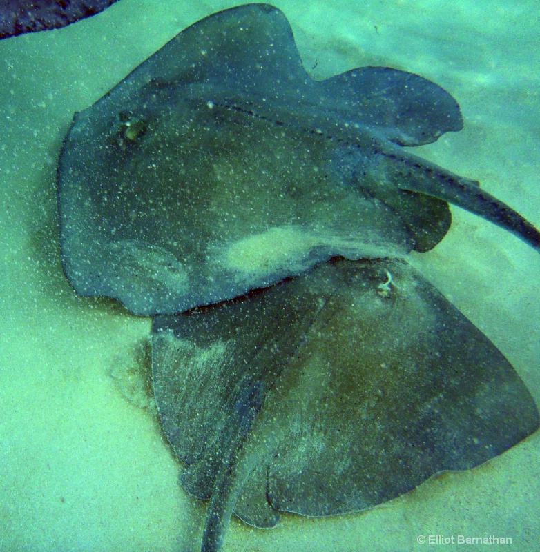 Cayman Underwater Life 11