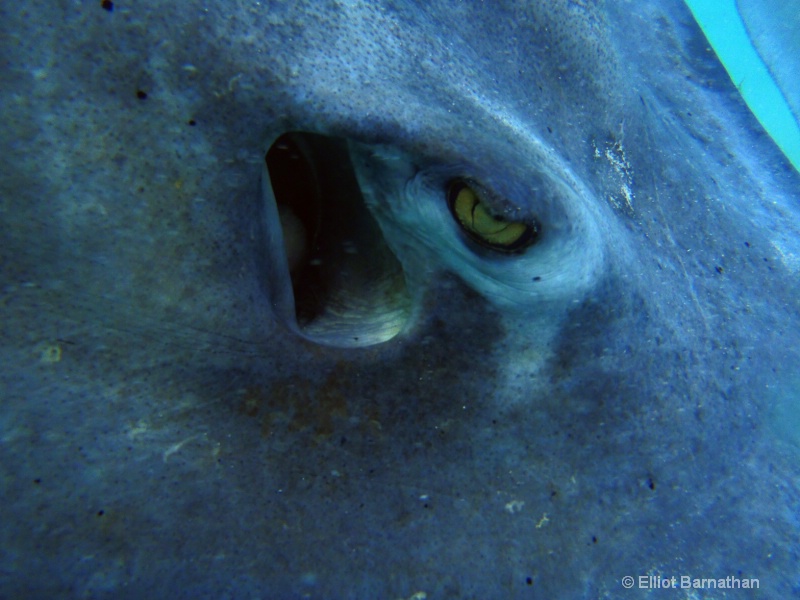 Cayman Underwater Life 10