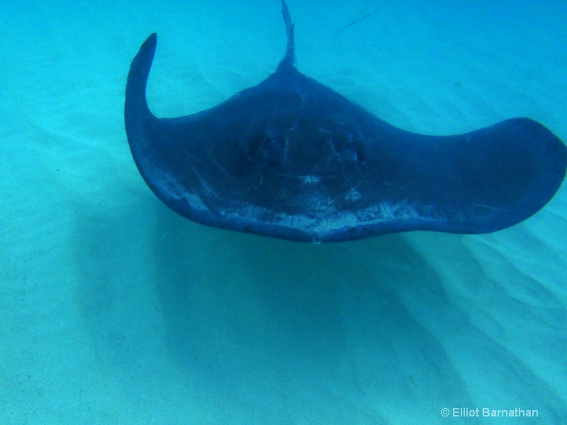 Cayman Underwater Life 9