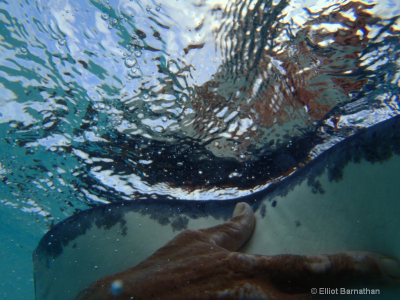 Cayman Underwater Life 8