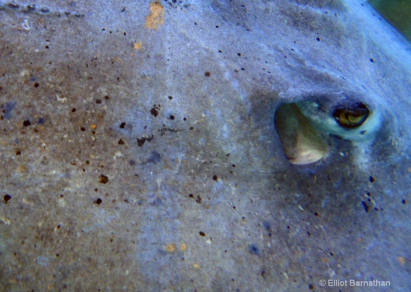 Cayman Underwater Life 7