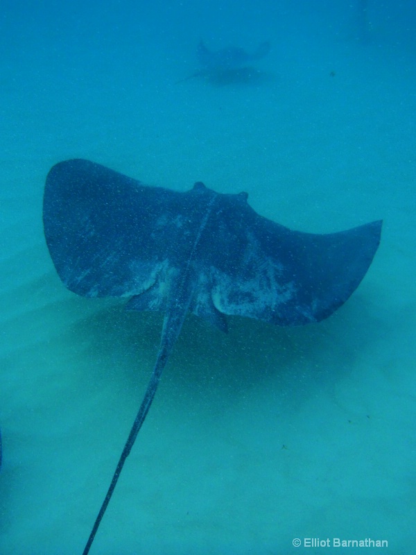 Cayman Underwater Life 6