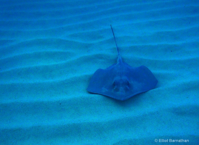 Cayman Underwater Life 4