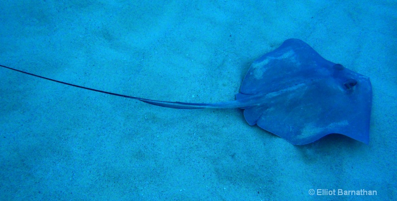 Cayman Underwater Life 3