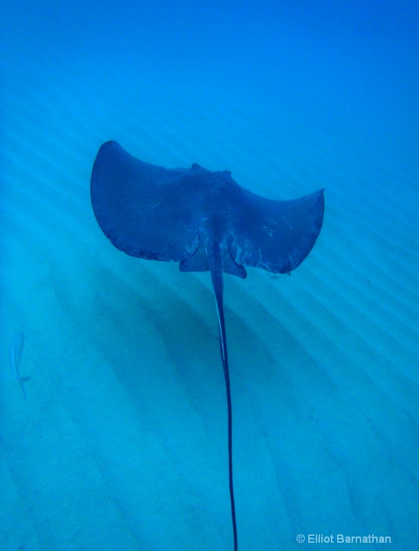 Cayman Underwater Life 2