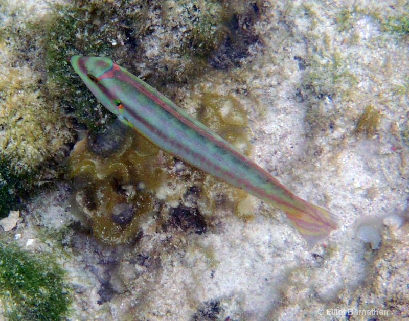 Cayman Underwater Life 1