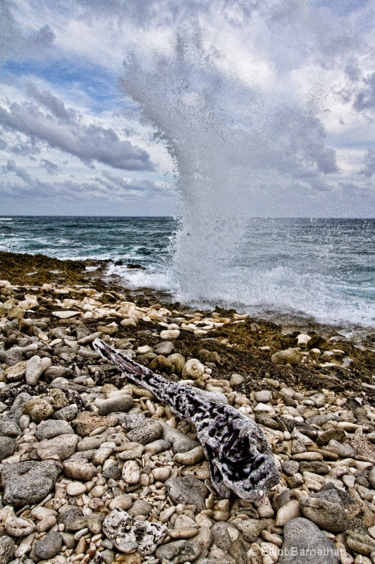 The Blowholes 3