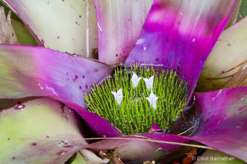 Cayman Flowers 5