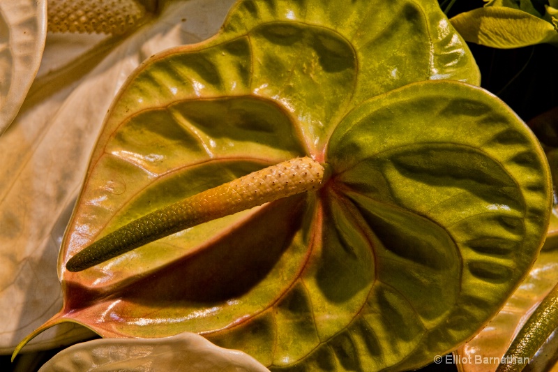 Philadelphia Flower Show 17