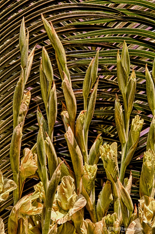 Philadelphia Flower Show 16