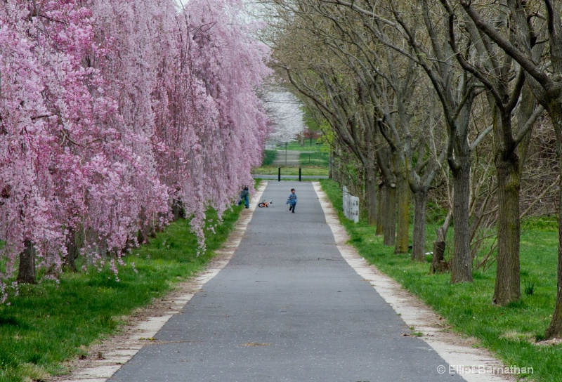 Spring in Philadelphia 5