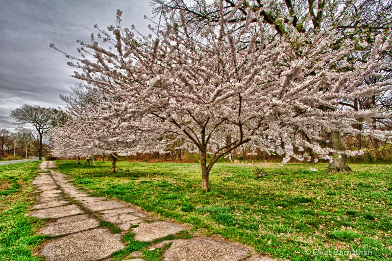 Spring in Philadelphia 3