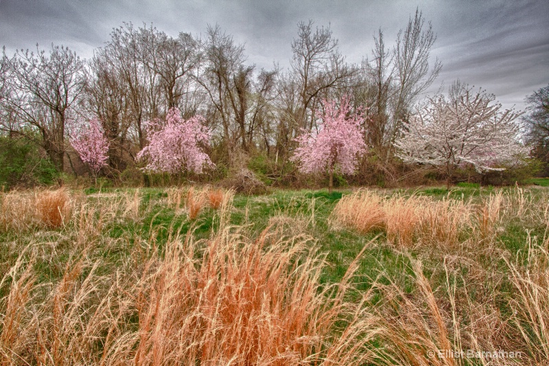 Spring in Philadelphia 2