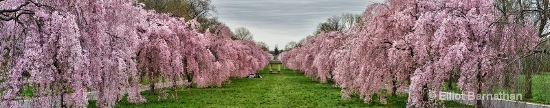 Spring in Philadelphia 1