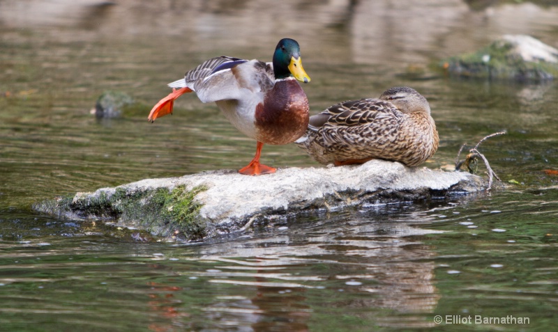 Ducky Yoga