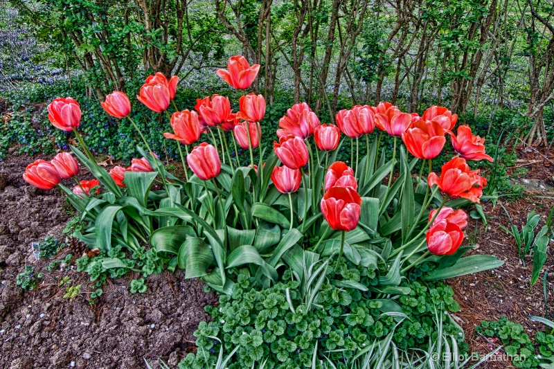 Tulip Garden