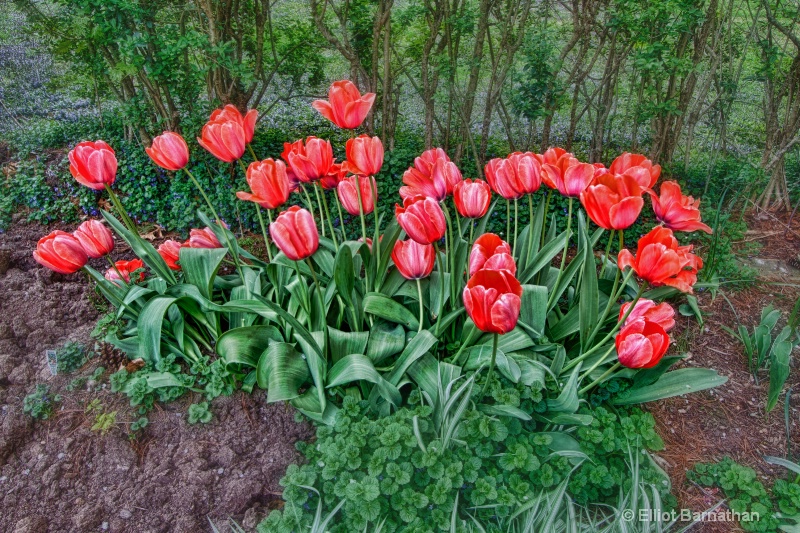 Tulip Garden