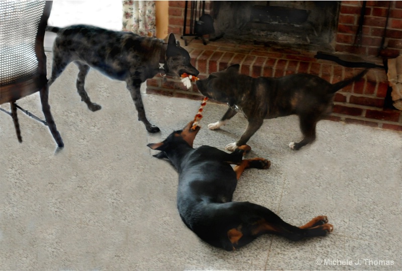 A 3 Dog Tug Of War !