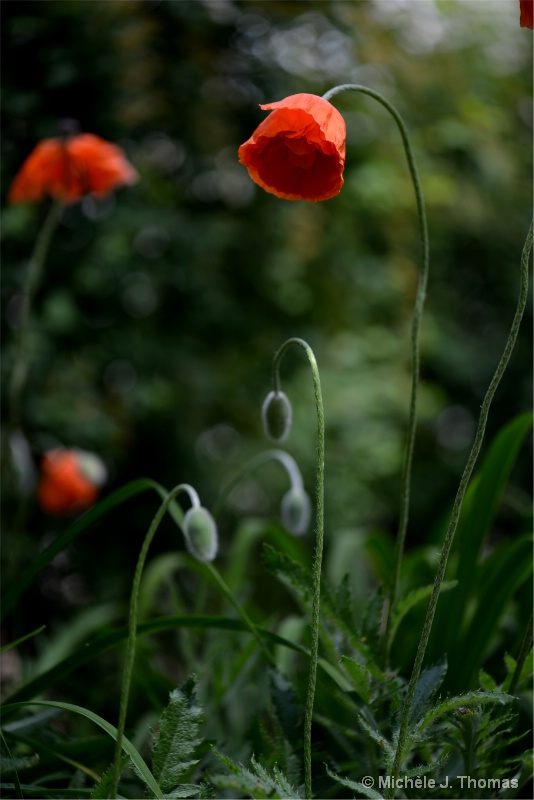 Poppies !