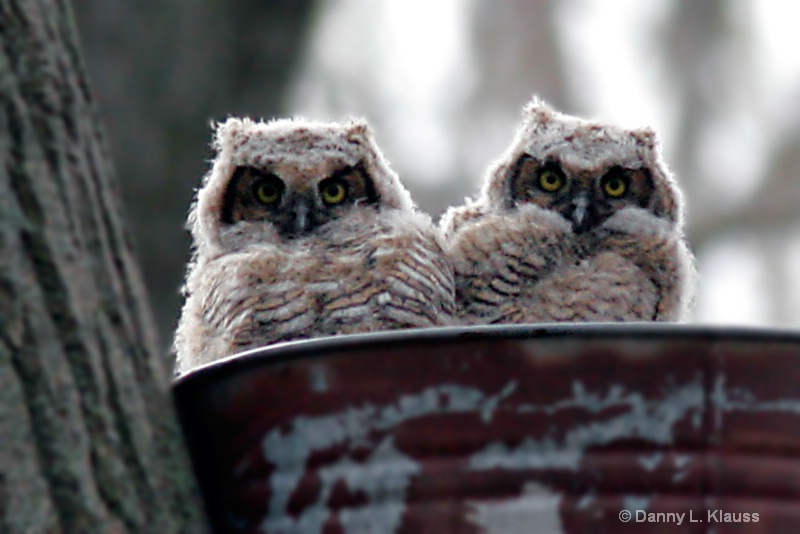 great horned babies 