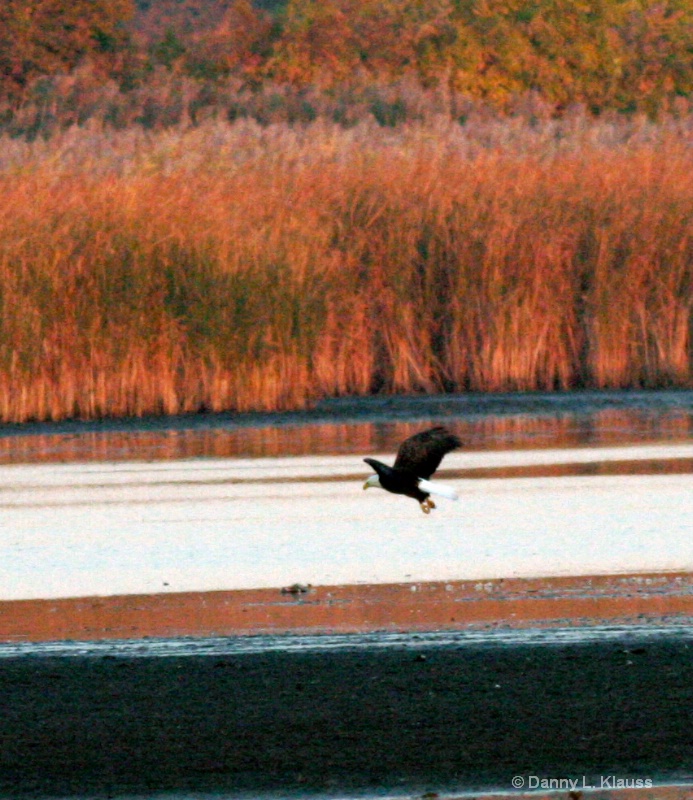 2005-10-30 bald eagle  coopers hawk 140