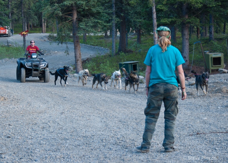 Summer workout for sled dogs