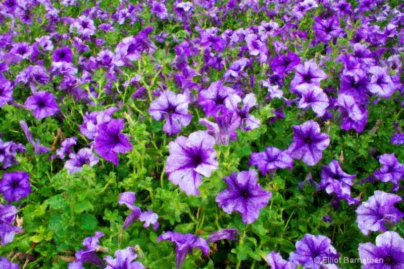 Petunias