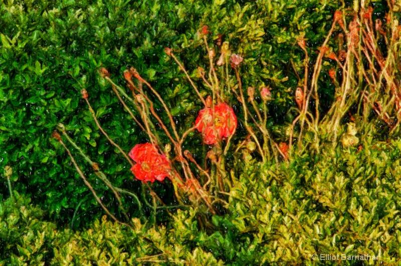 Poppies