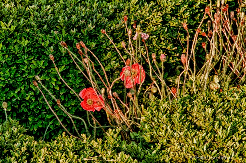 Poppies