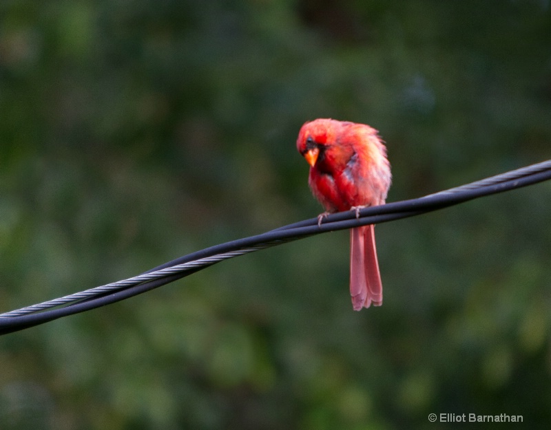 Cardinal Morning