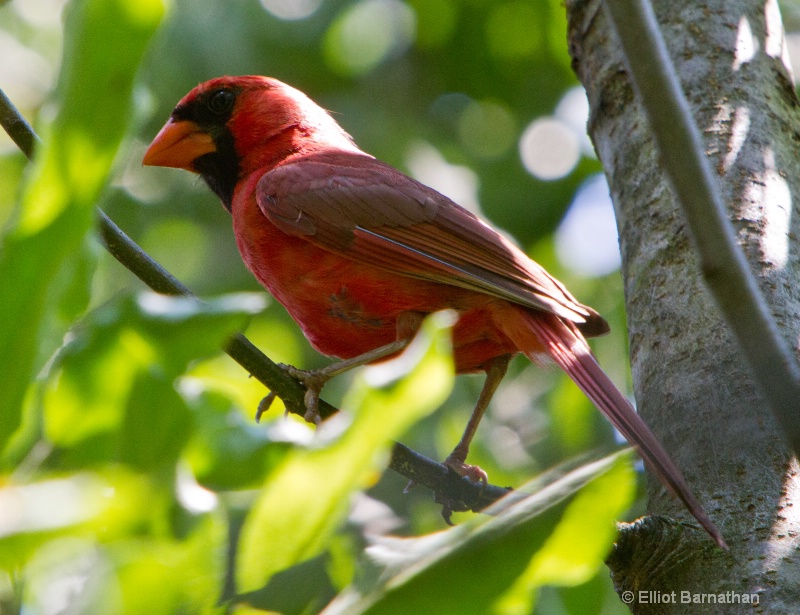 Cardinal 4