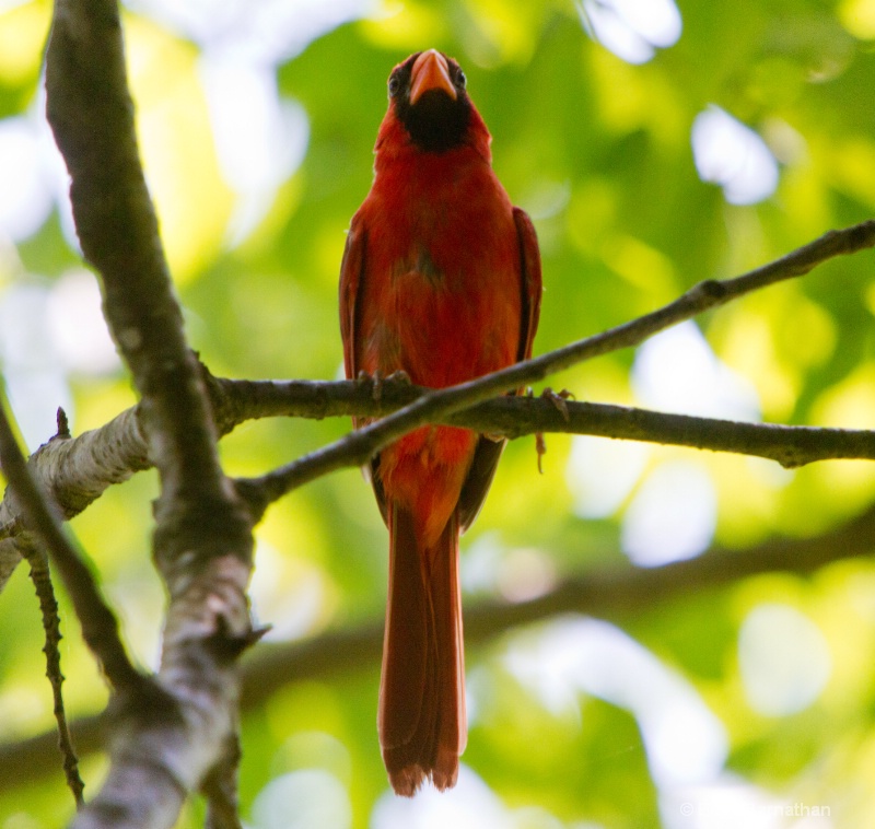 Cardinal 2