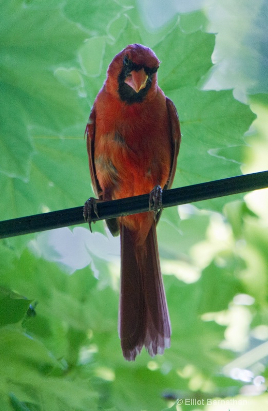 Cardinal 1