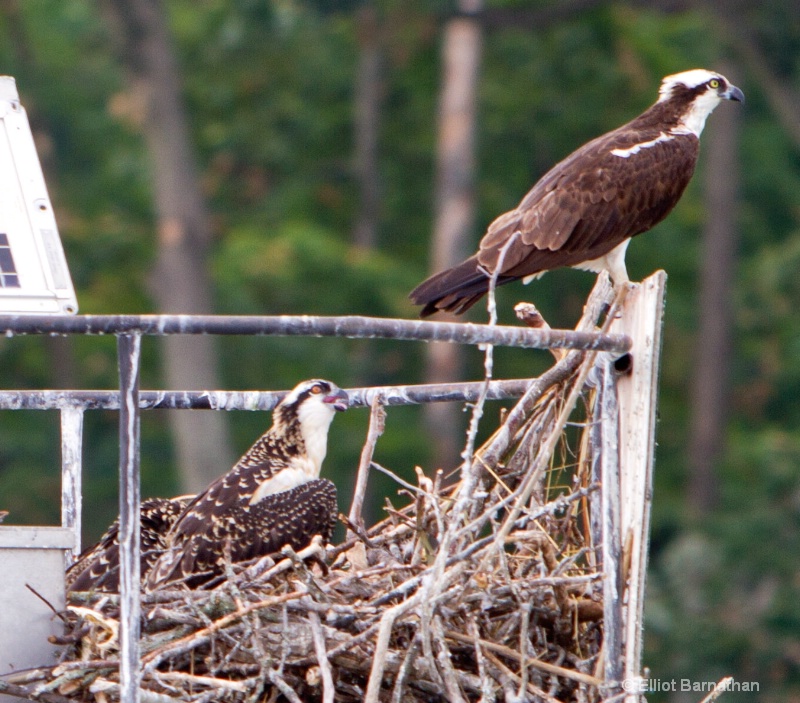 Osprey