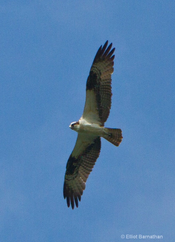 Osprey in Flight