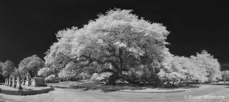 Live Oak Magnolia Cemetery IR Pan