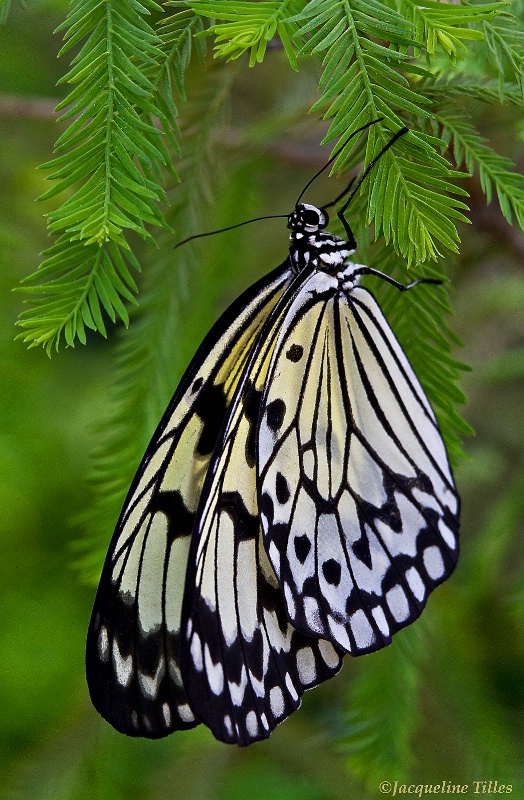 Paper Kite Butterfly